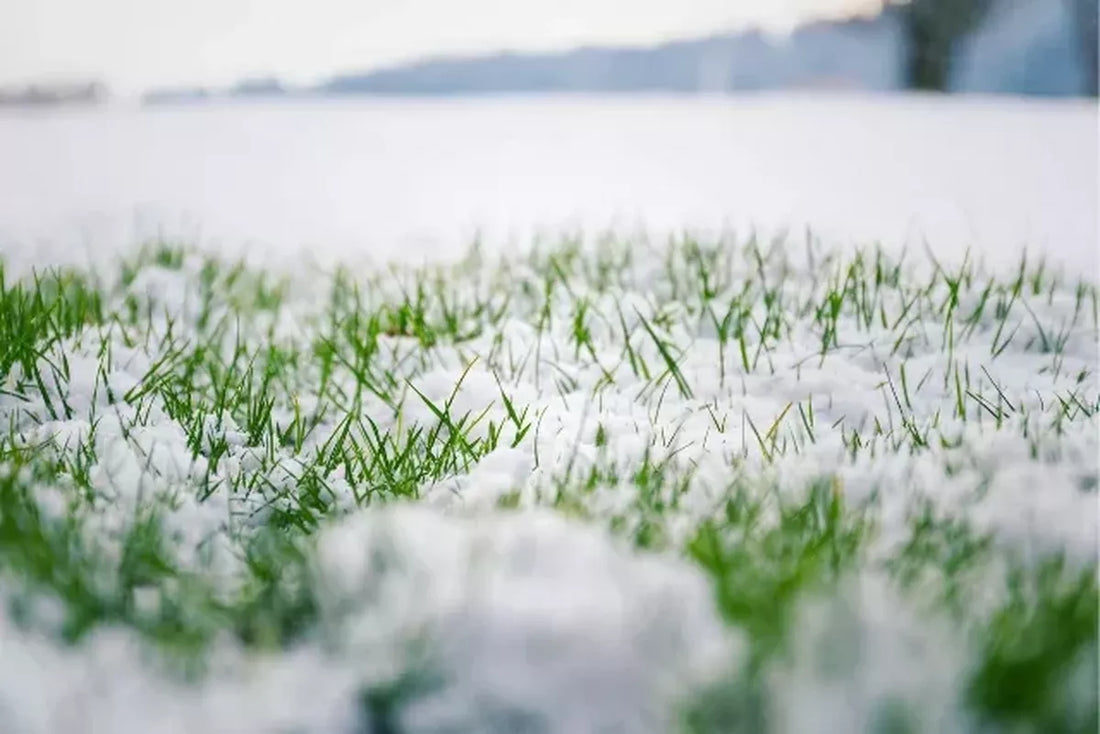 How to look after new turf in the Winter
