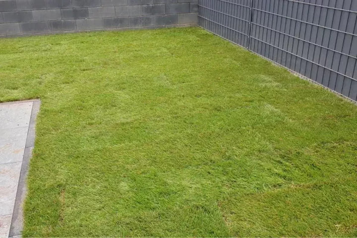 When do turf lines disappear when freshly laid?