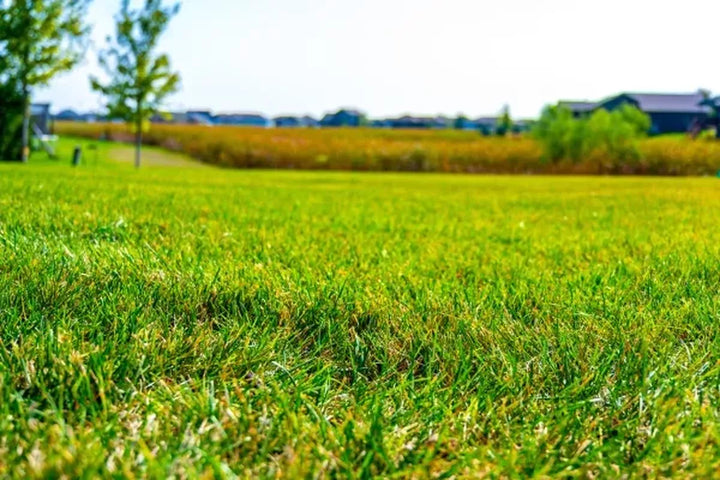 How to Avoid Your Turf Turning Yellow