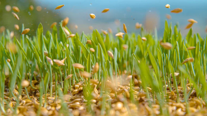When to Plant Grass Seed: Your Go-To Timing Guide