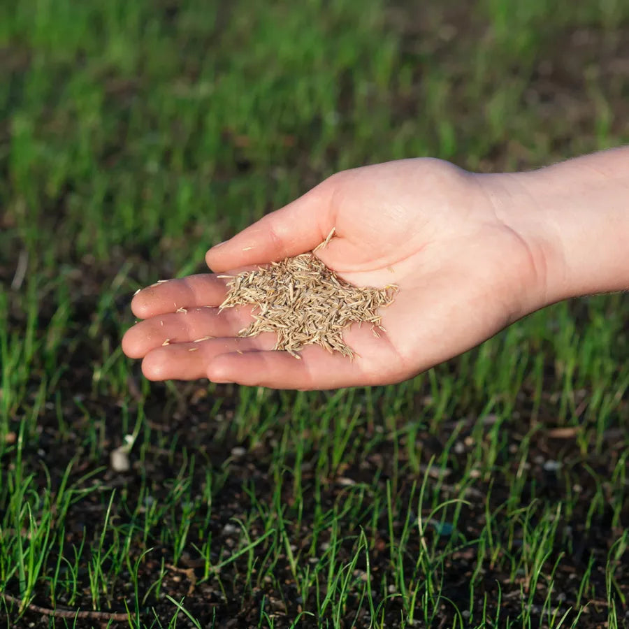 Premium grade grass seed ready to be placed on turf
