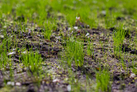 Bulk Turf Solutions for Landscaping Professionals in April