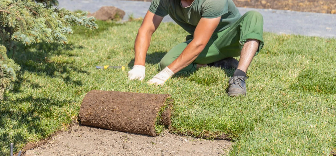 How long does turf take to root?