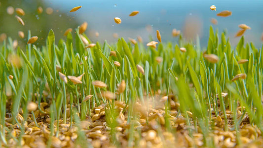 Bulk Turf Solutions for Landscaping Professionals in April